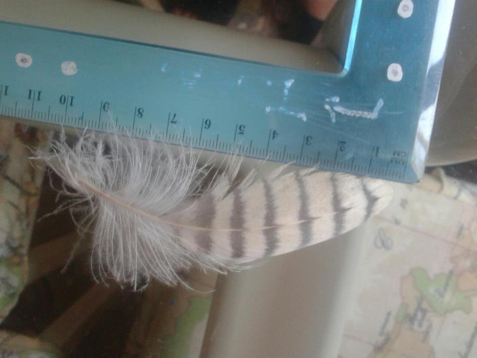 piuma falco pellegrino